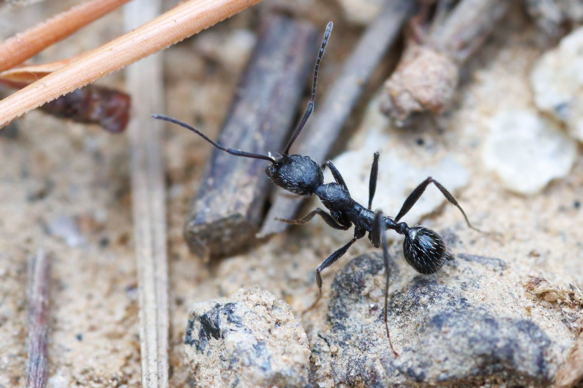 Aphaenogaster spinosa